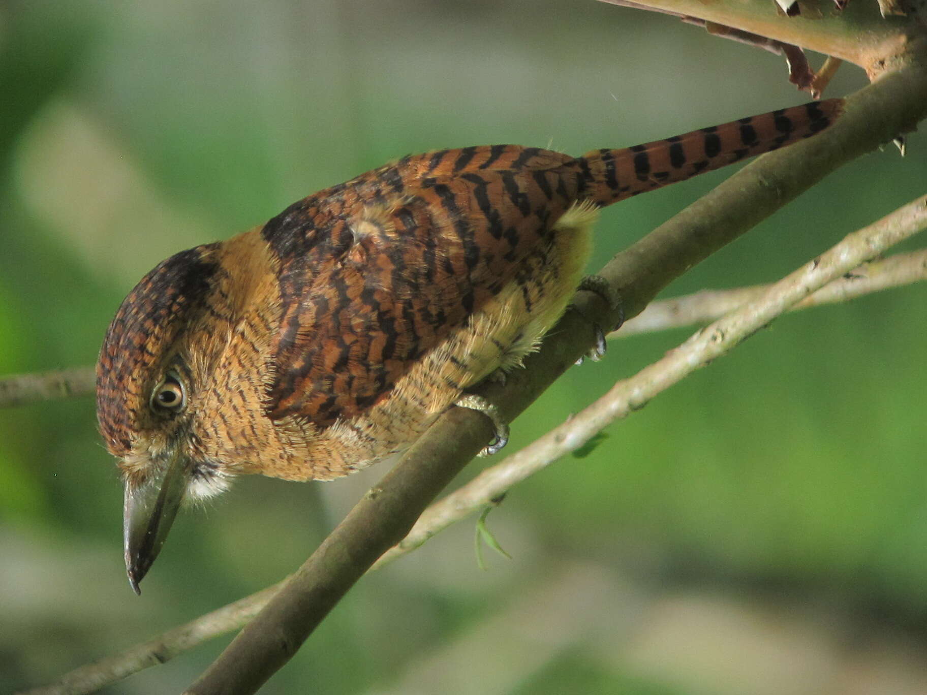 Image of Barred Puffbird