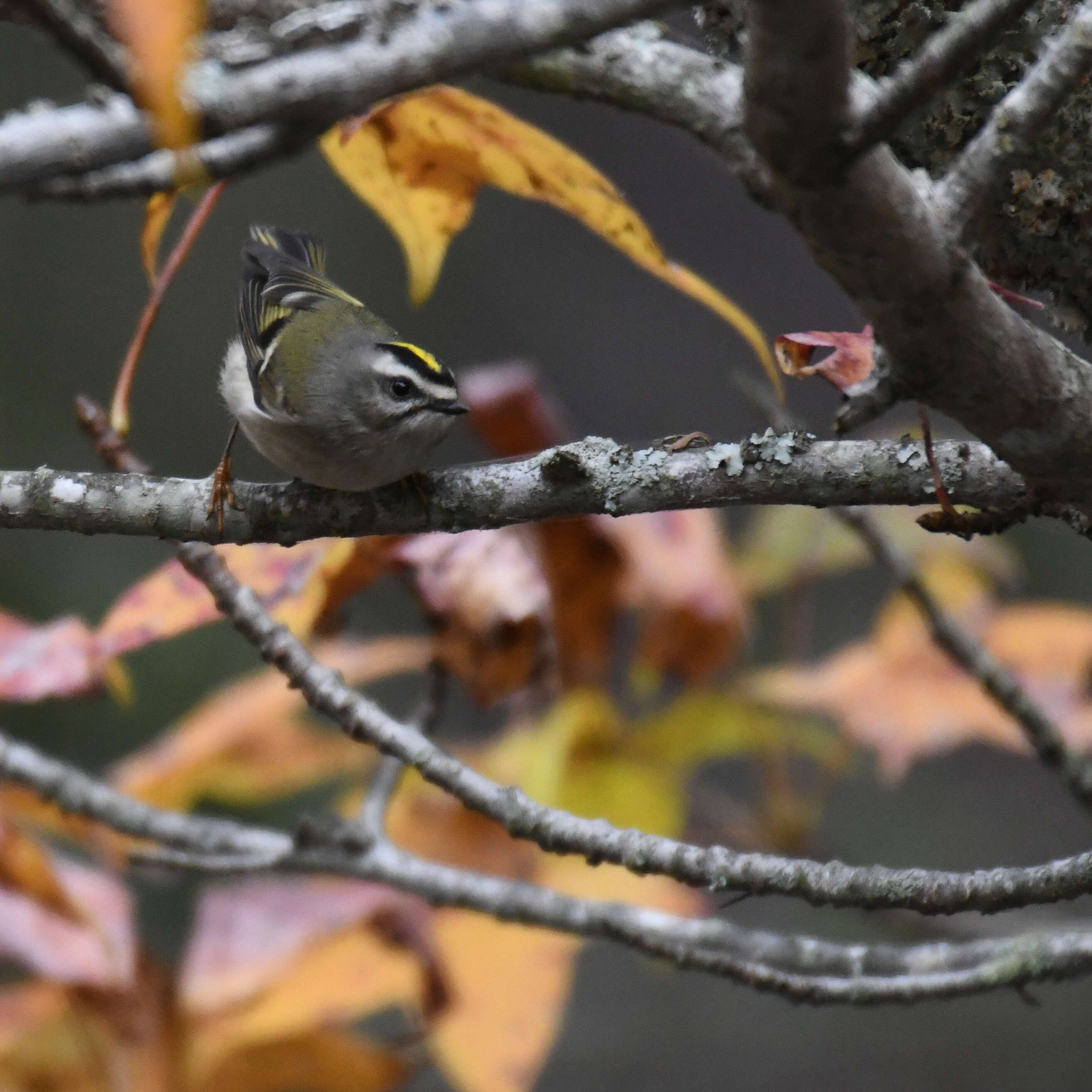 Image of Golden-crowned Kinglet