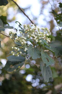 Image of Kydia calycina Roxb.