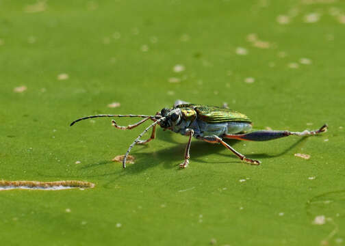 Image of Plateumaris sericea