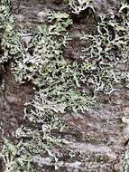 Image of Hammered shield lichen