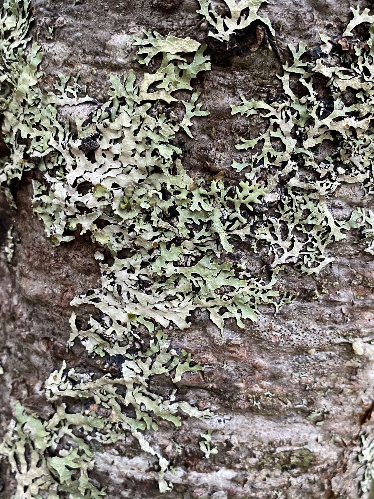 Image of Hammered shield lichen