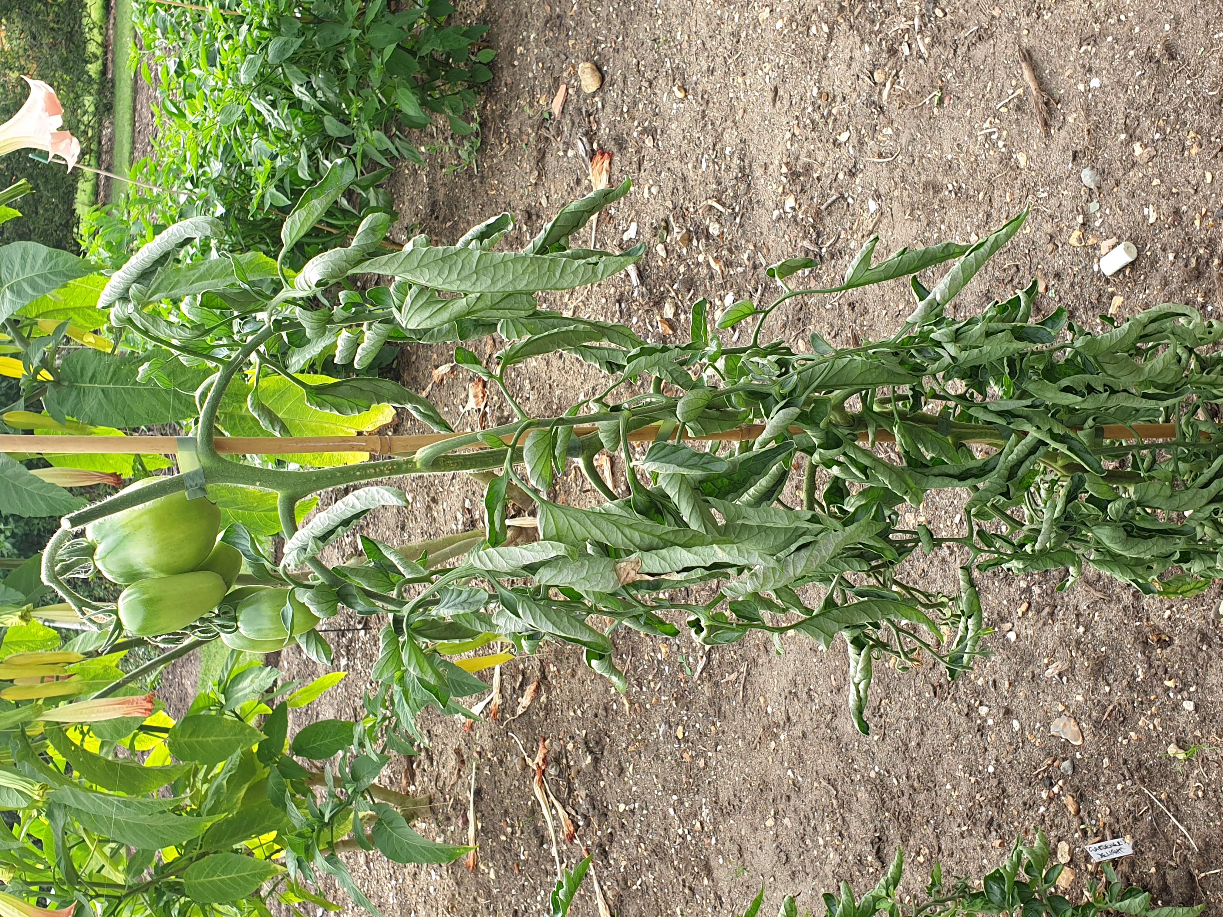 Image of tomato