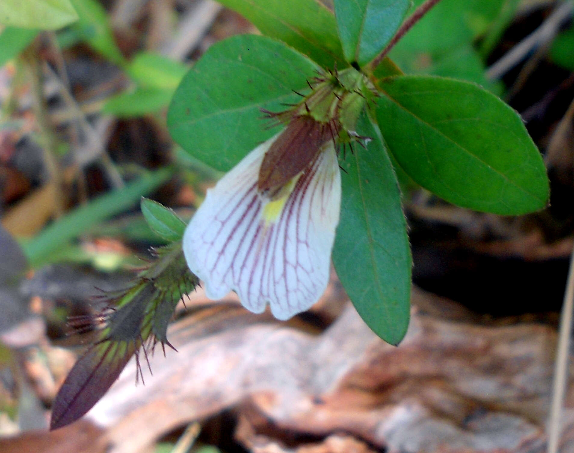 Blepharis maderaspatensis (L.) Heyne ex Roth resmi