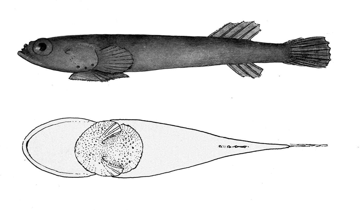 Image of Tomicodon