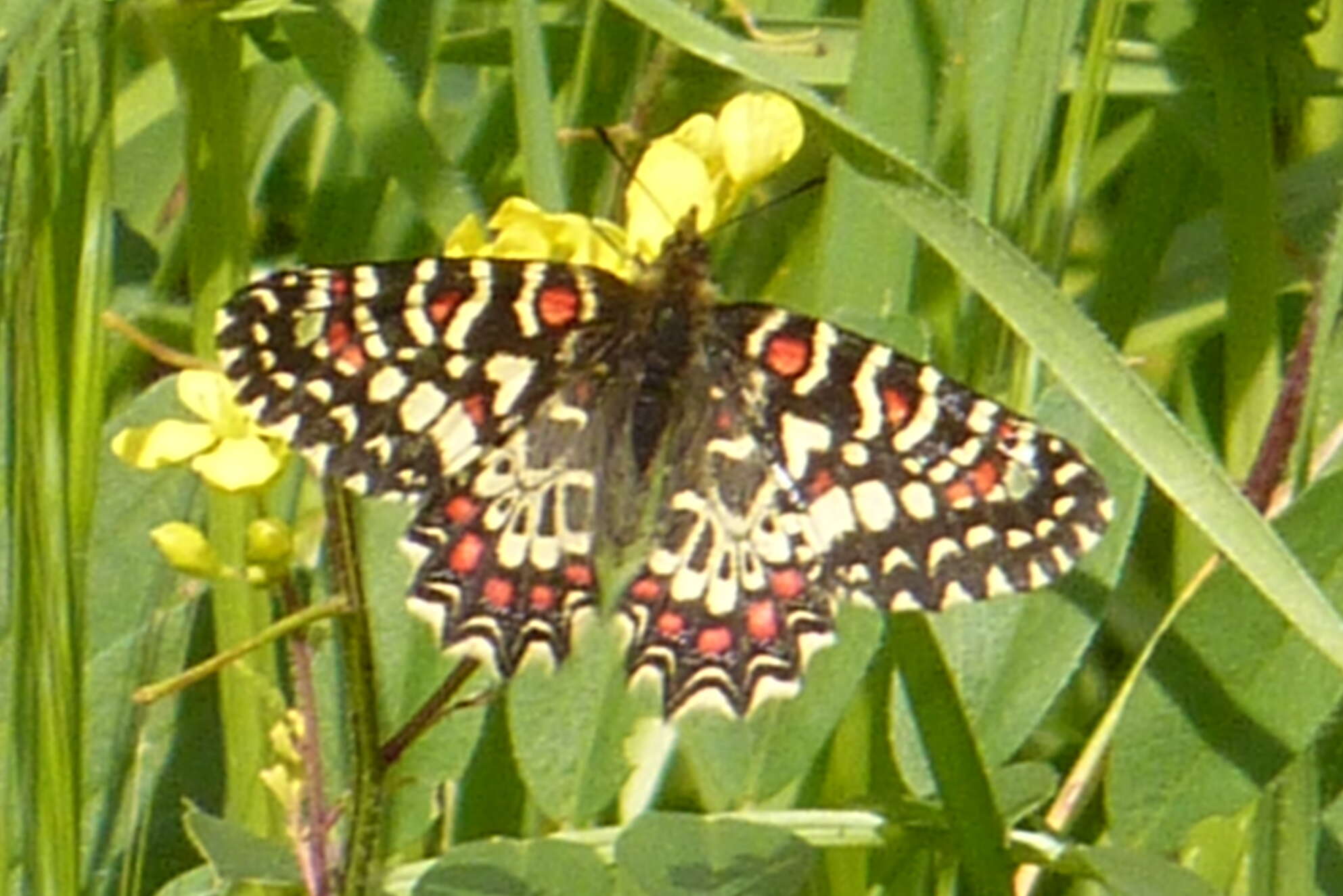 Image of Zerynthia rumina (Linnaeus 1758)