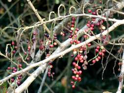 Image of Tassel berry