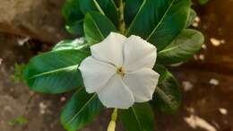 Image of Madagascar periwinkle