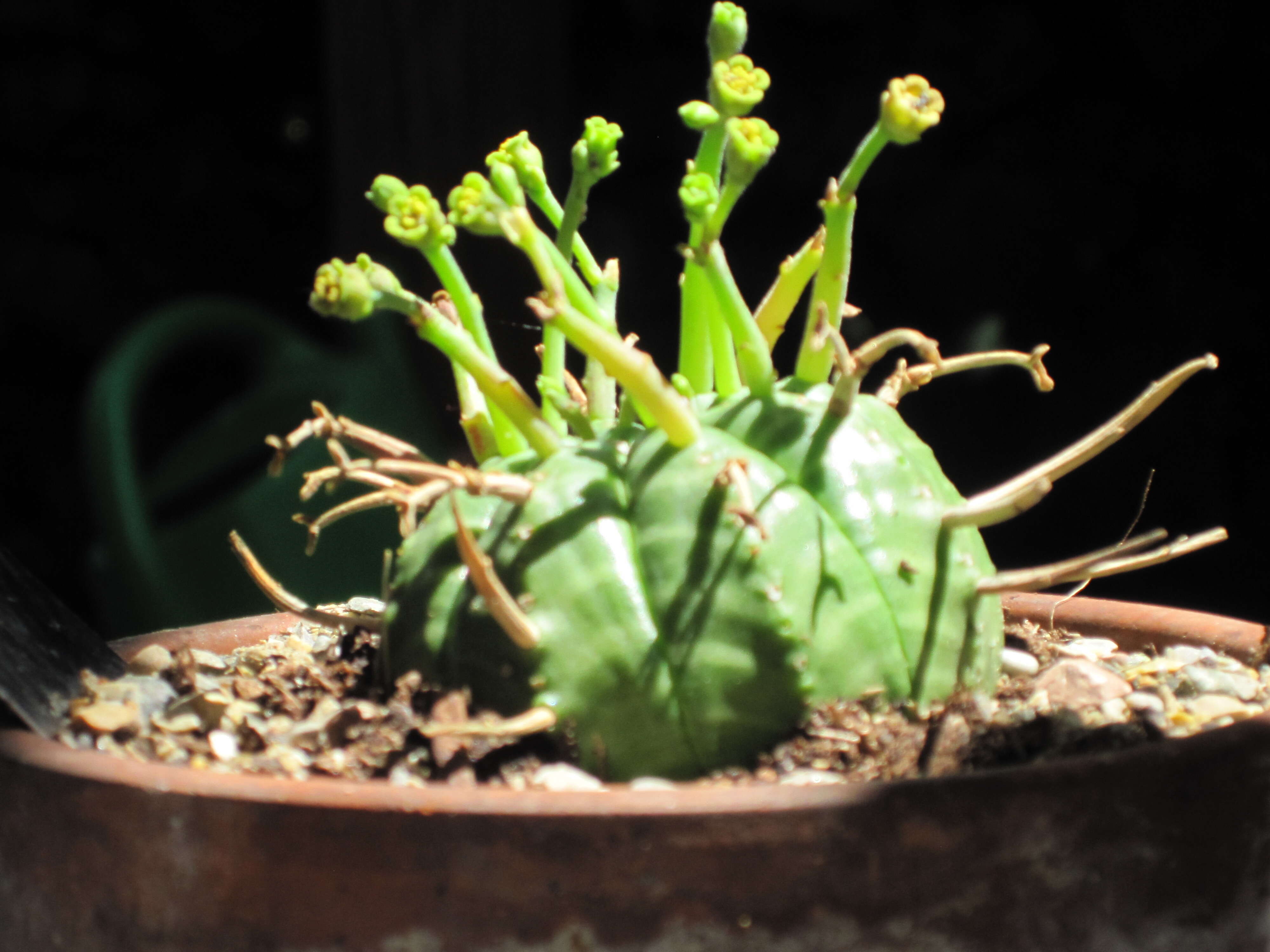 Image of Euphorbia meloformis Aiton