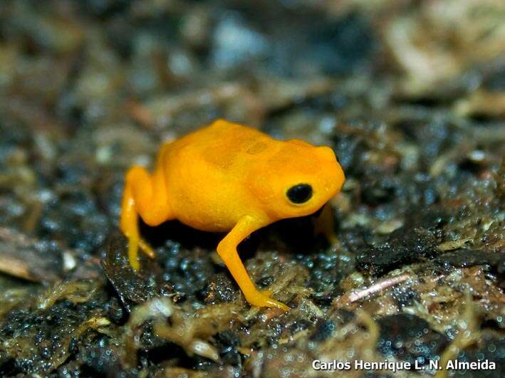 Image of Pumpkin Toadlet