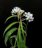 Image of aquatic milkweed