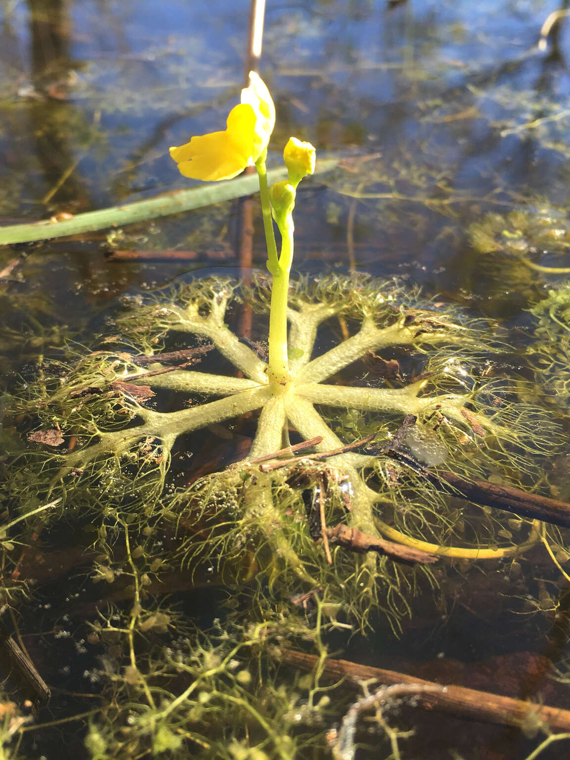 Image of little floating bladderwort