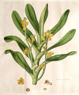 Image of Banana Orchid