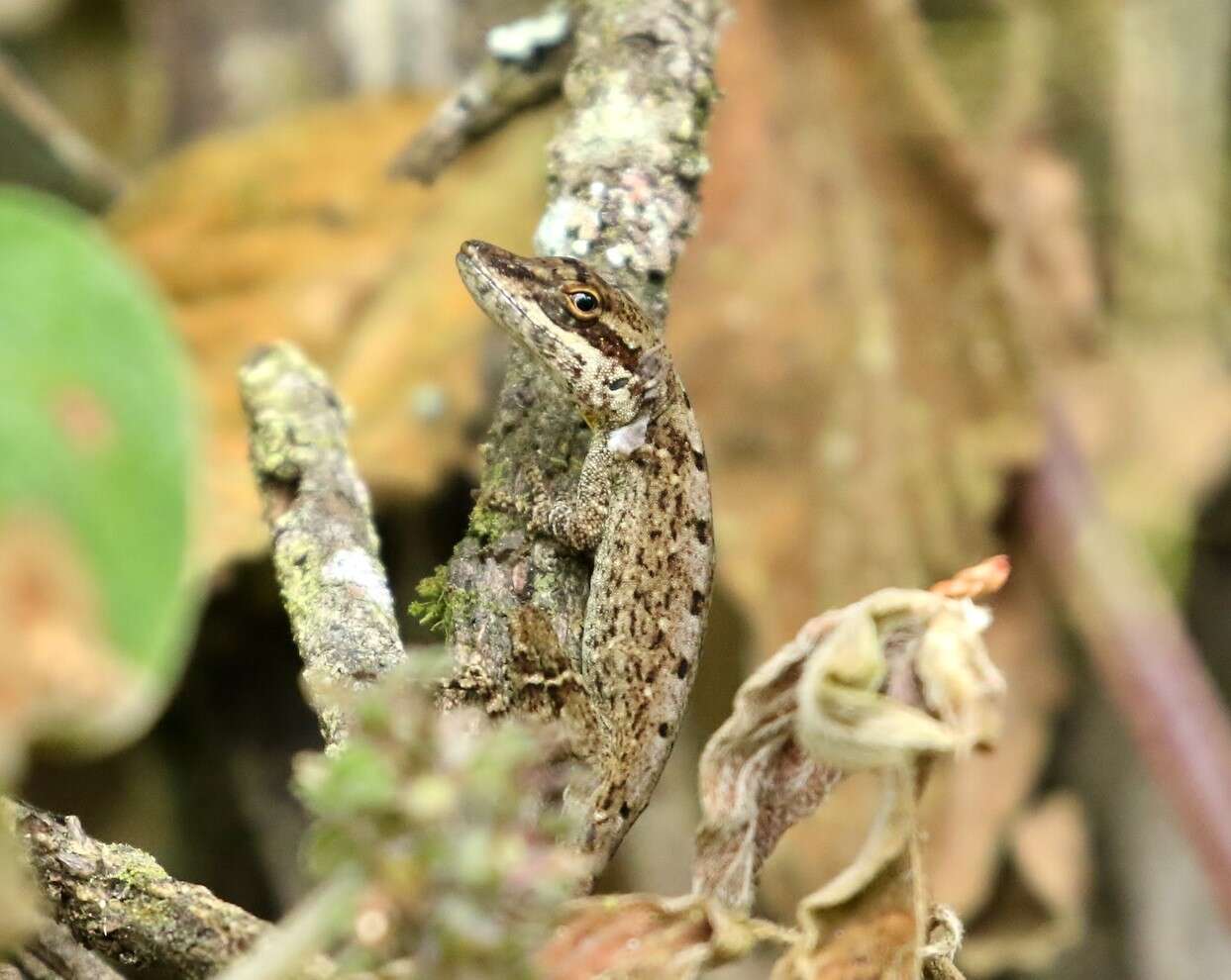 Image of Blemished Anole