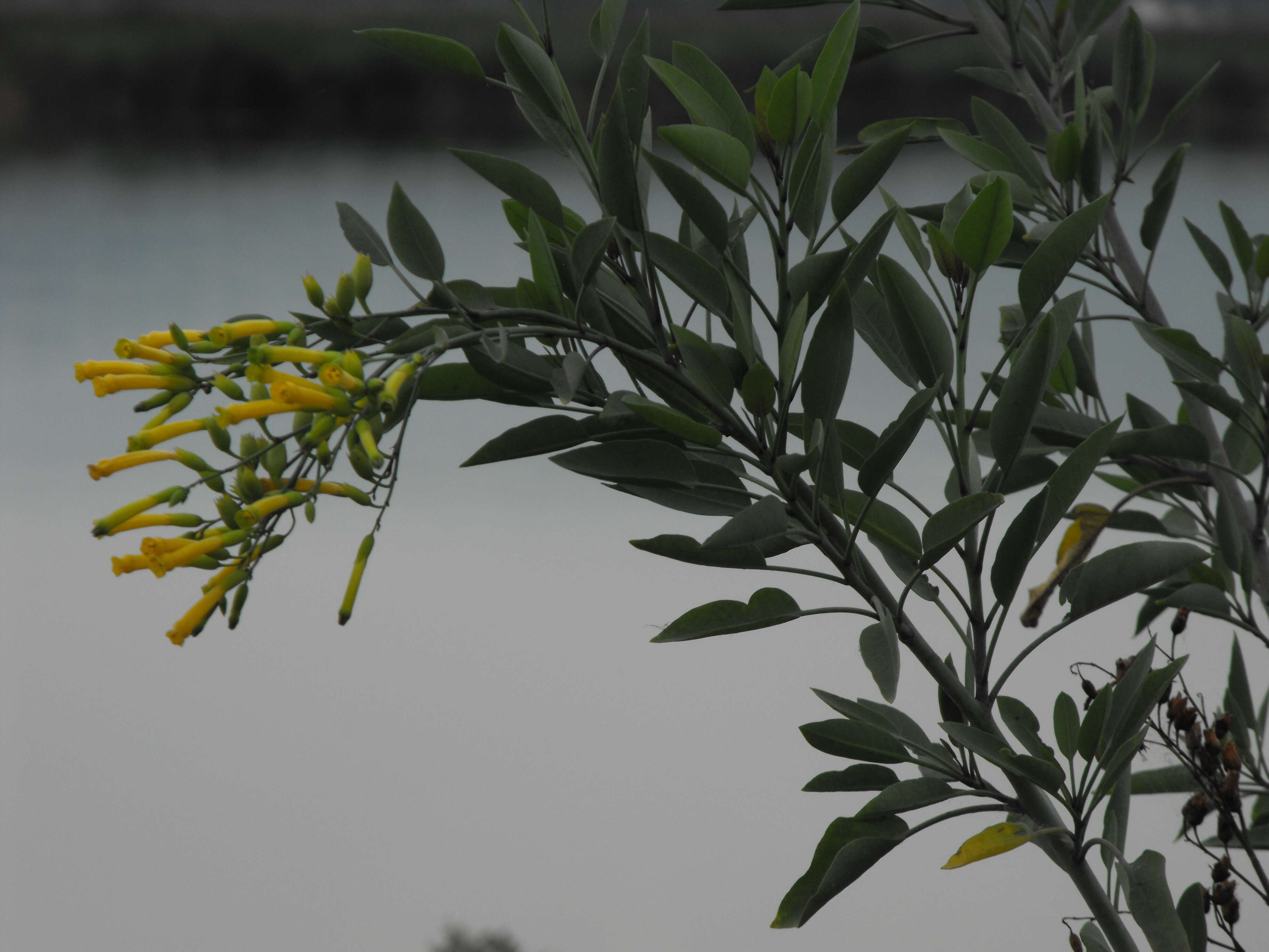 Image of tree tobacco