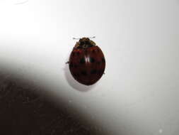 Image of Harlequin Ladybird