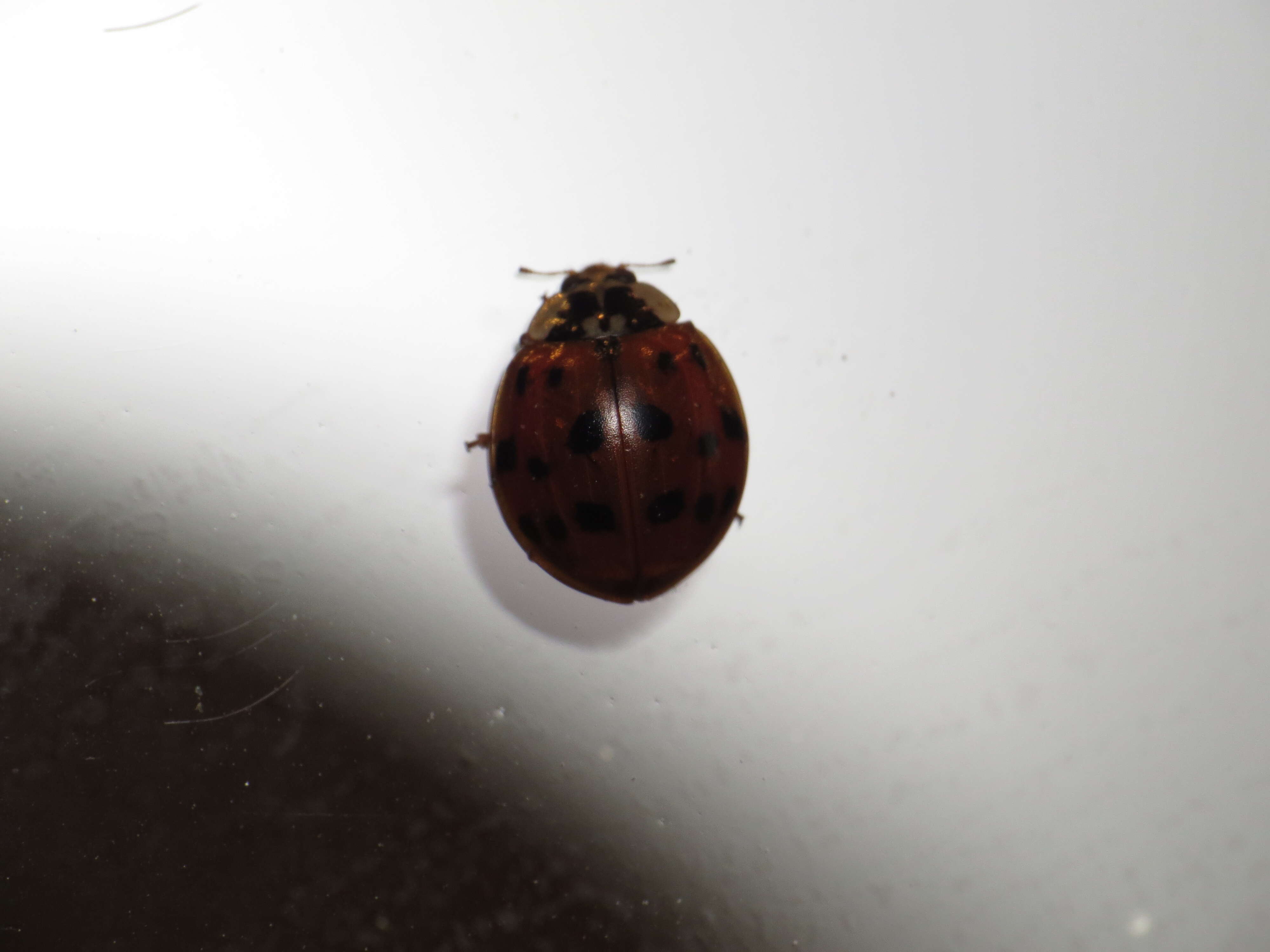 Image of Harmonia axyridis (Pallas 1773)