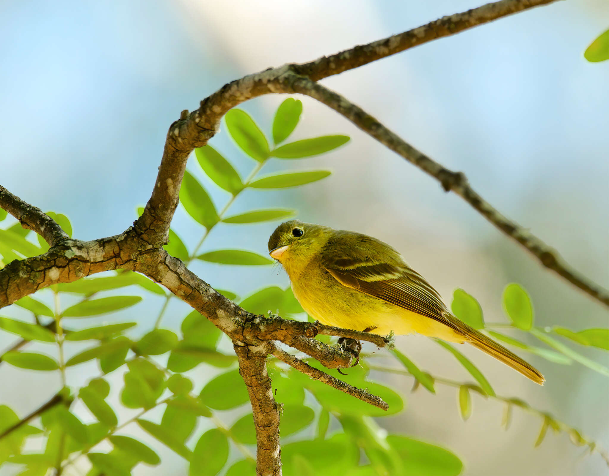 Image of Pacific-slope Flycatcher