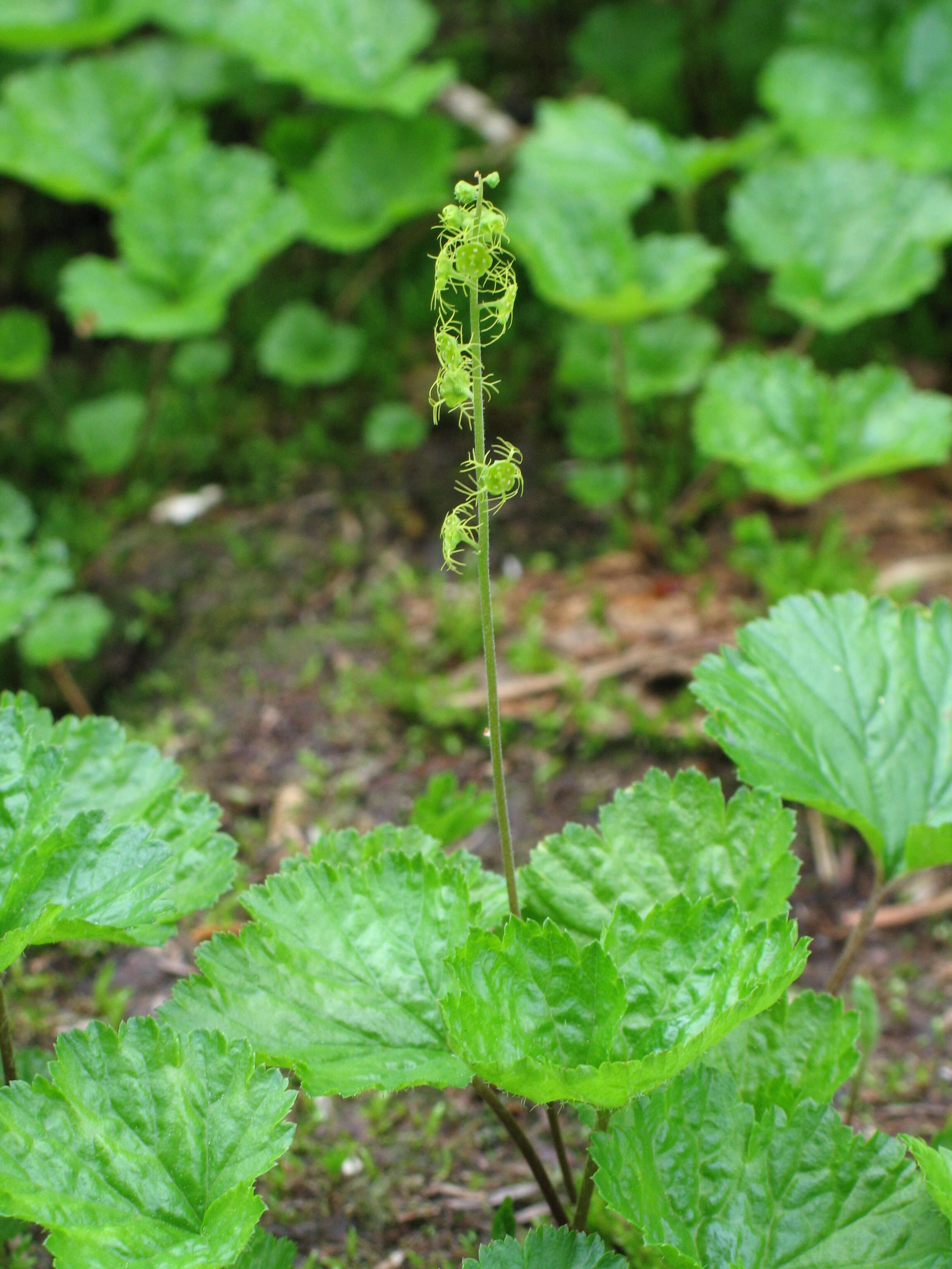 Image of Brewer's miterwort