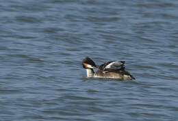 Image of Podiceps Latham 1787