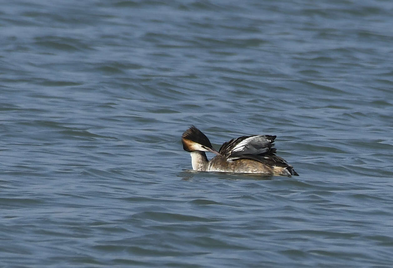 Image of Podiceps Latham 1787