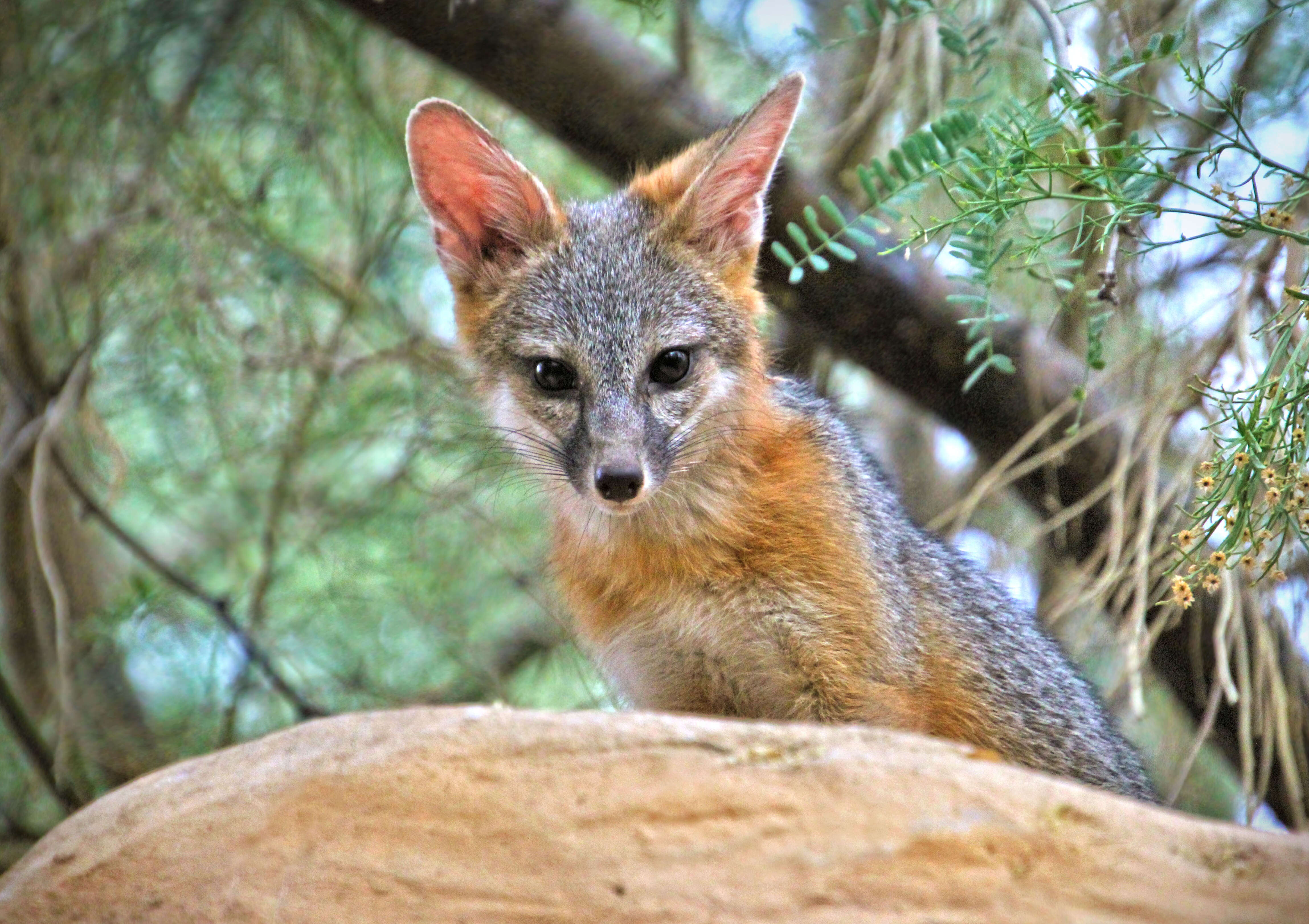 Image of Grey Foxes