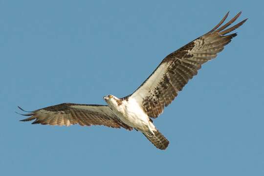 Image of ospreys