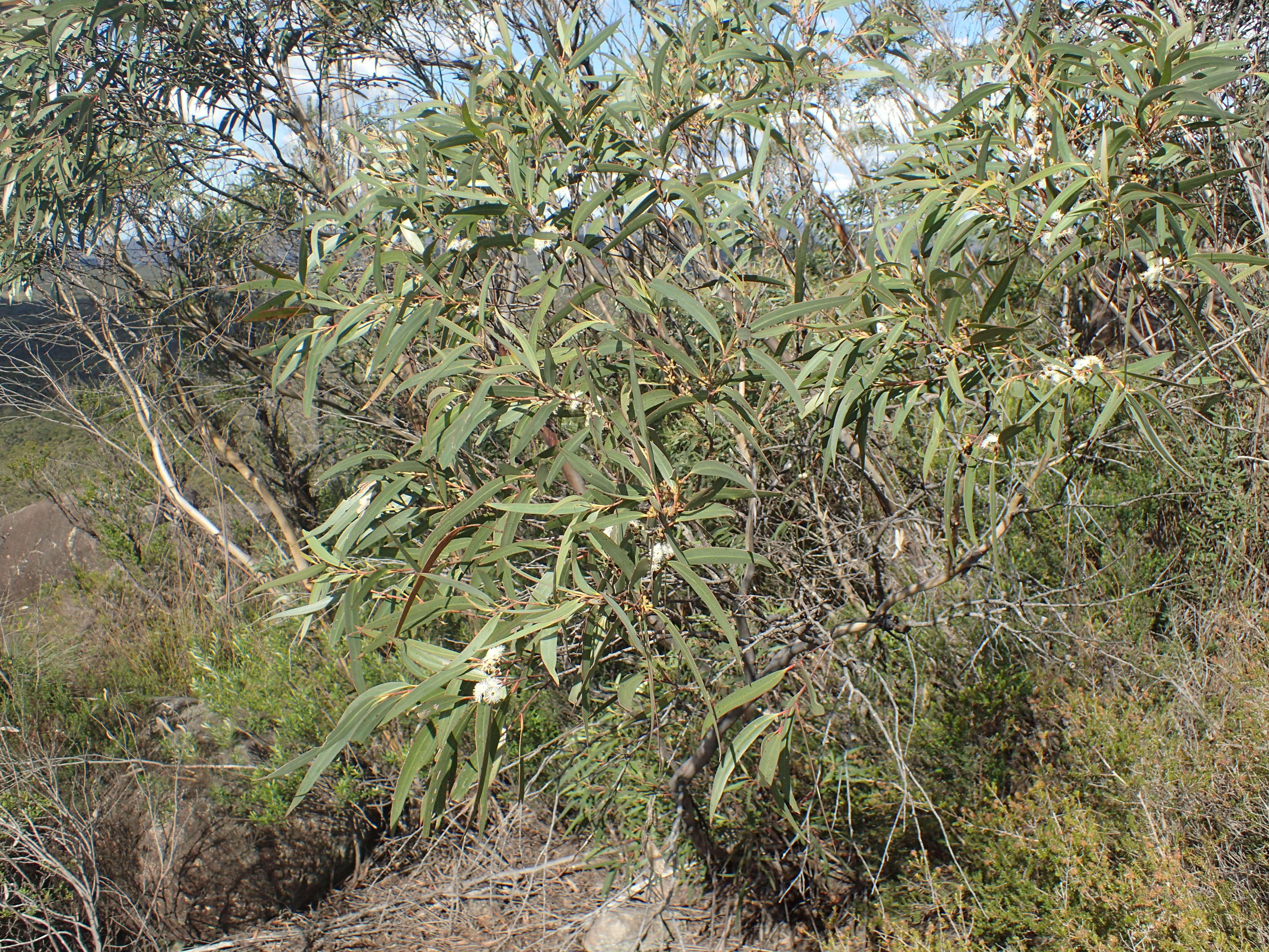 Image of Eucalyptus approximans subsp. codonocarpa (Blakely & Mc Kie) L. A. S. Johnson & Blaxell