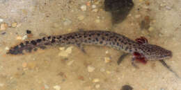 Image of Gulf Coast Waterdog