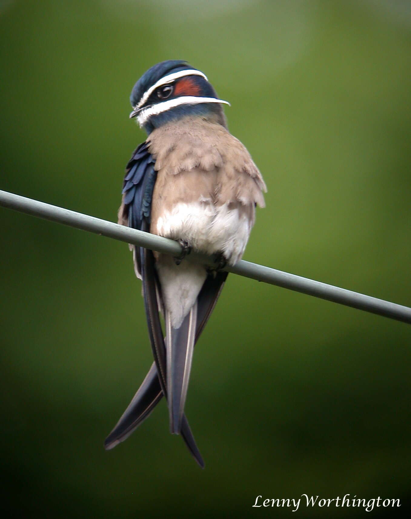 Image of Whiskered Treeswift