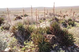 صورة Aloe melanacantha A. Berger