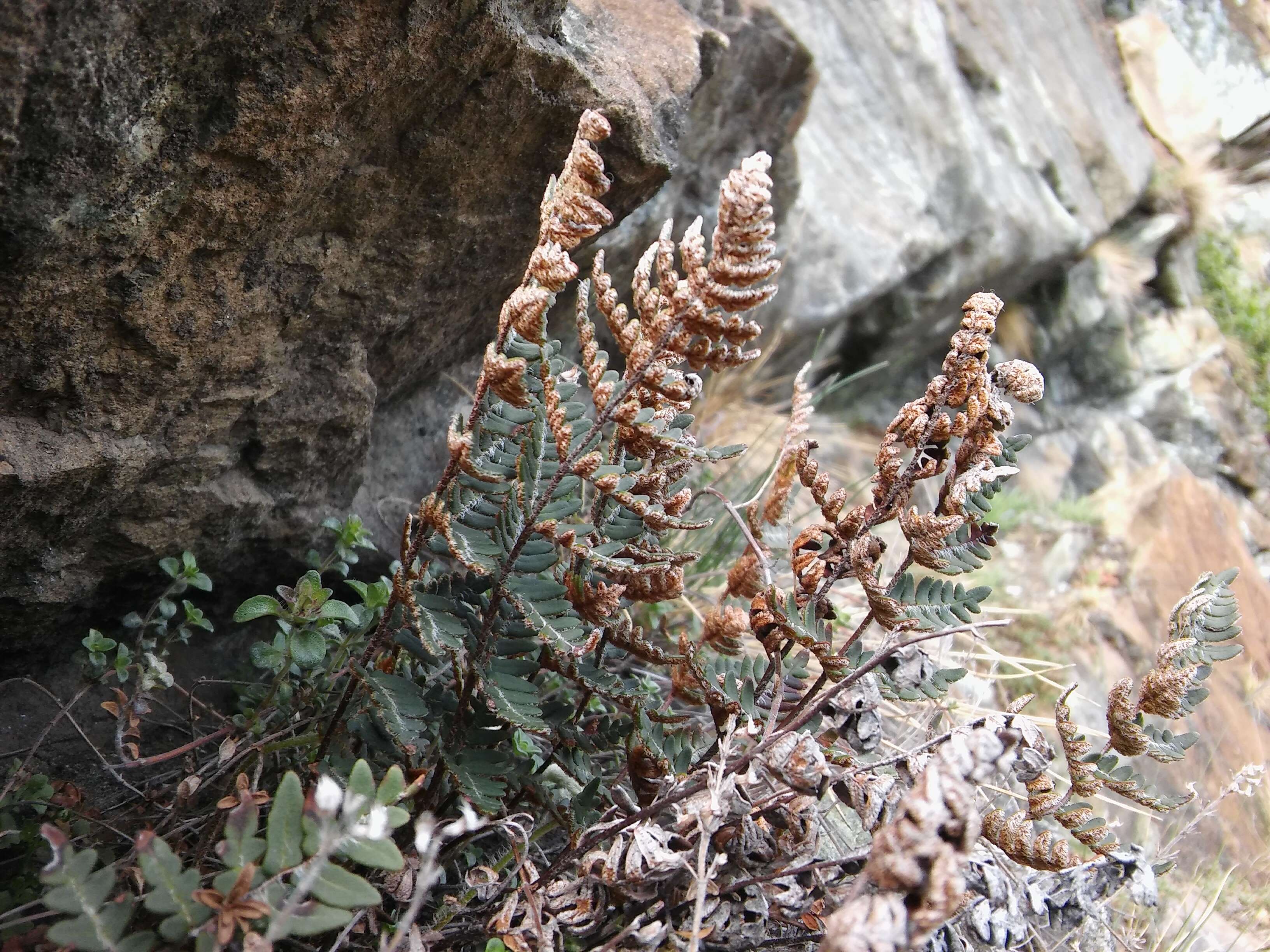 Image of Paragymnopteris