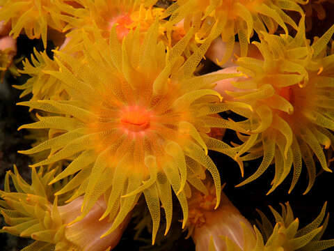 Image of Orange Turret Coral