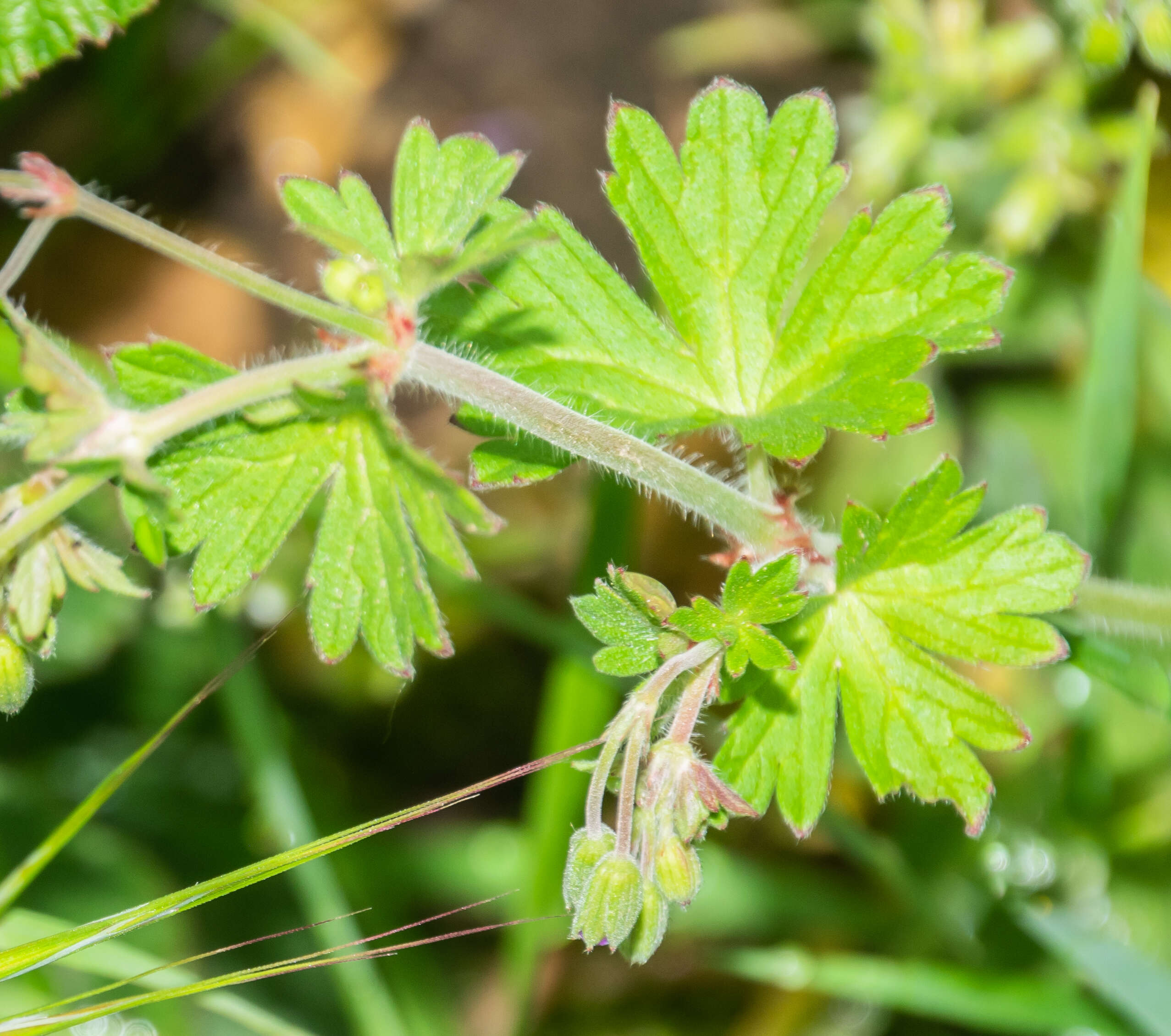 Image of hedgerow geranium