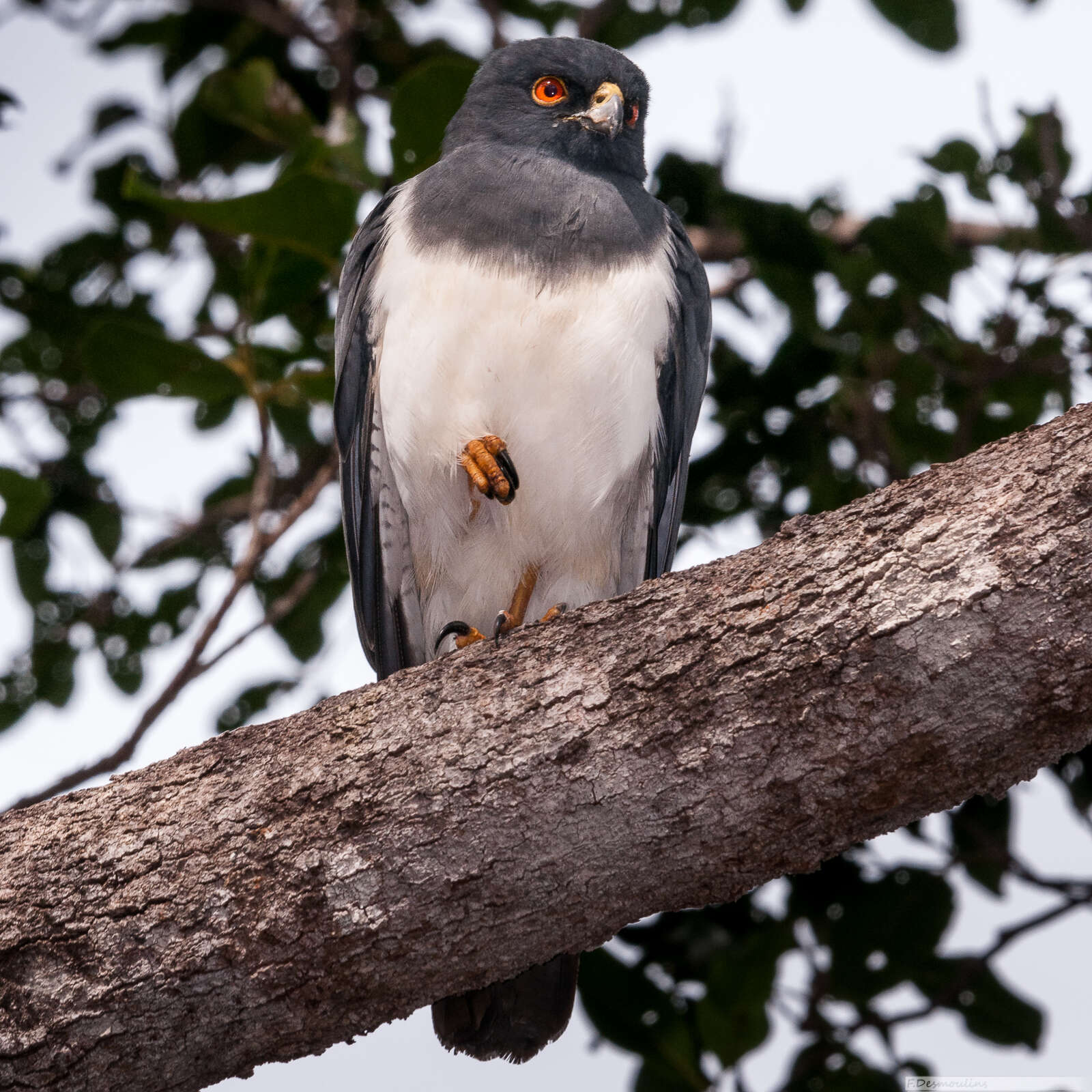 Image of White-bellied Goshawk