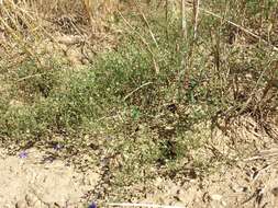 Image of Thyme-leaved Sandwort