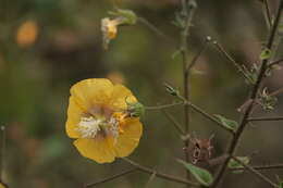 Imagem de Abutilon persicum (Burm. fil.) Merr.