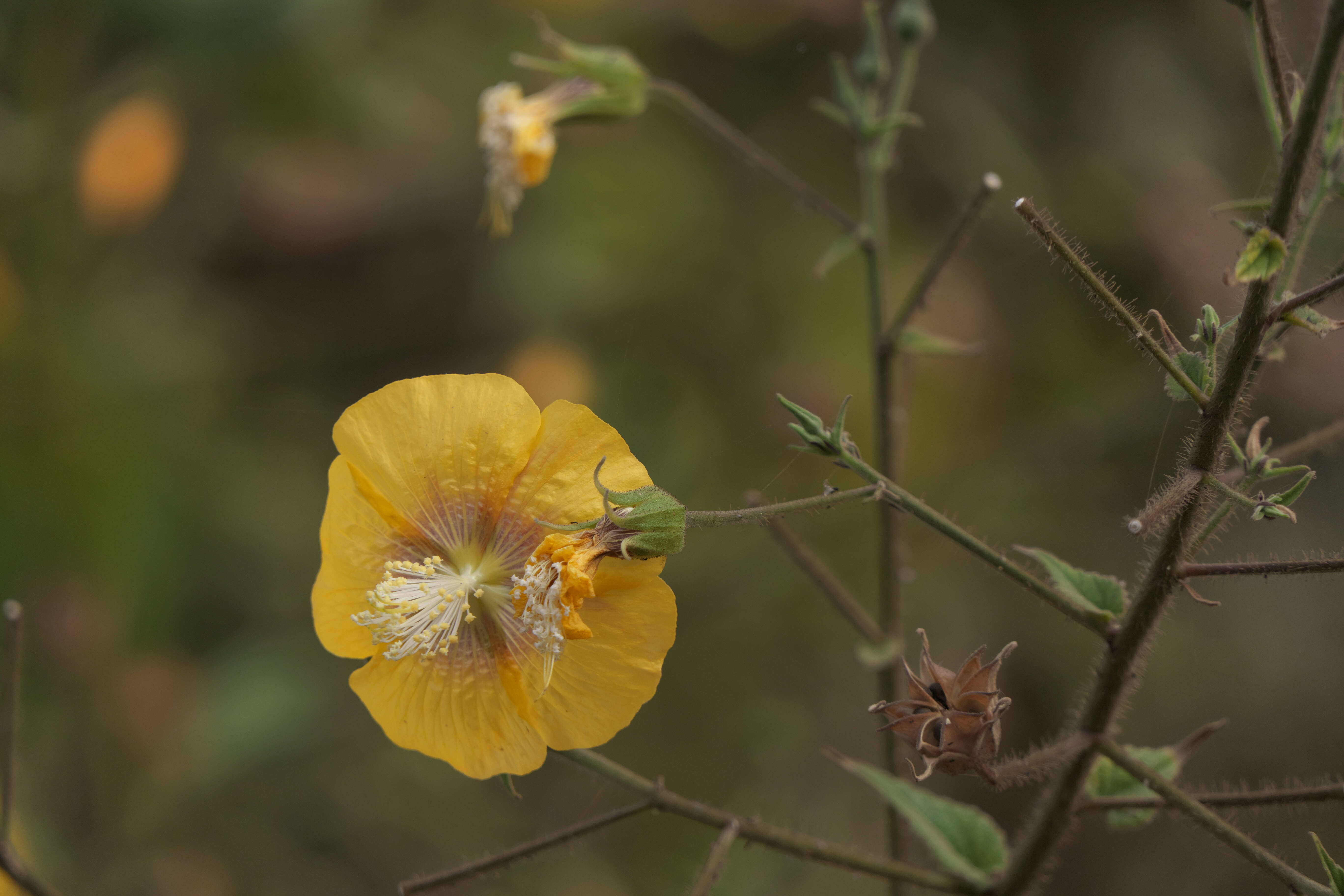 Imagem de Abutilon persicum (Burm. fil.) Merr.