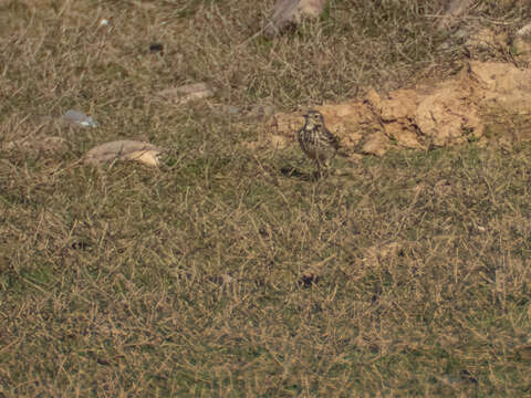 Image of American Pipit