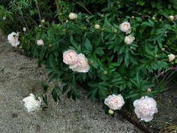 Image of peony family