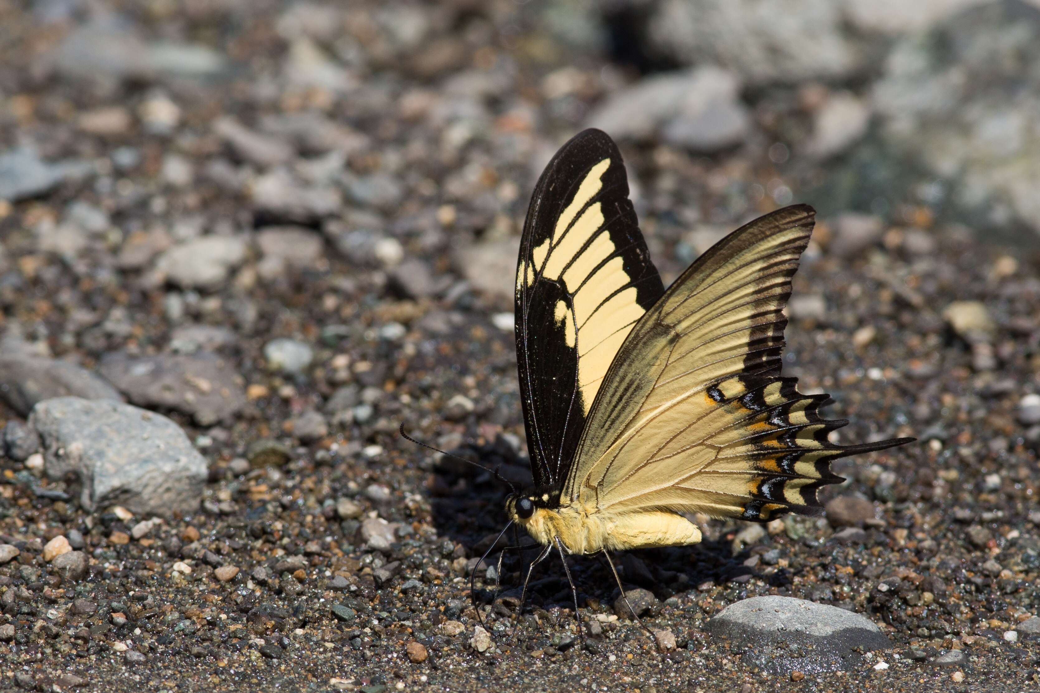 Plancia ëd Papilio androgeus Cramer (1775)