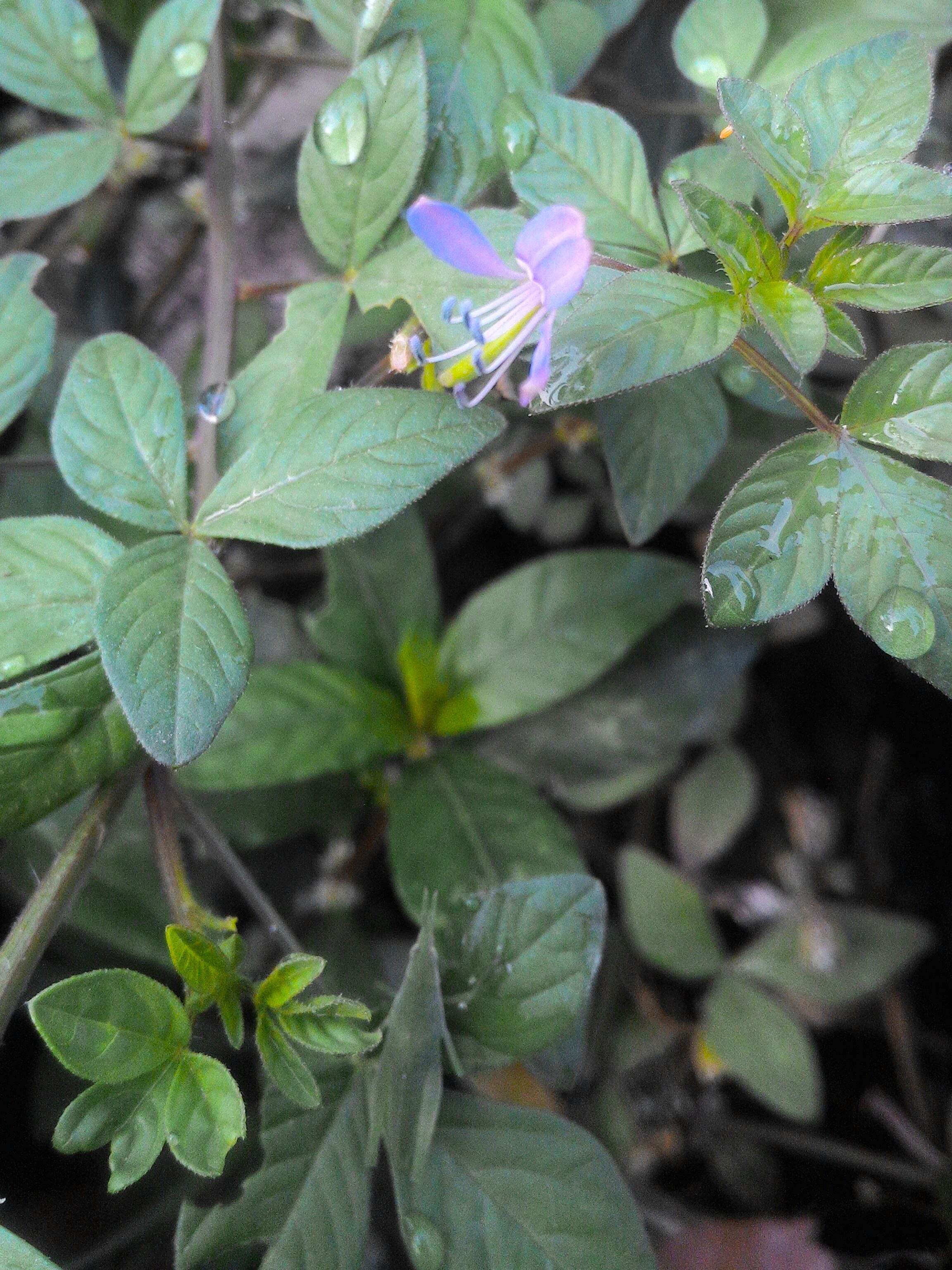 Imagem de Sieruela rutidosperma (DC.) Roalson & J. C. Hall