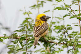 Image of Baya Weaver