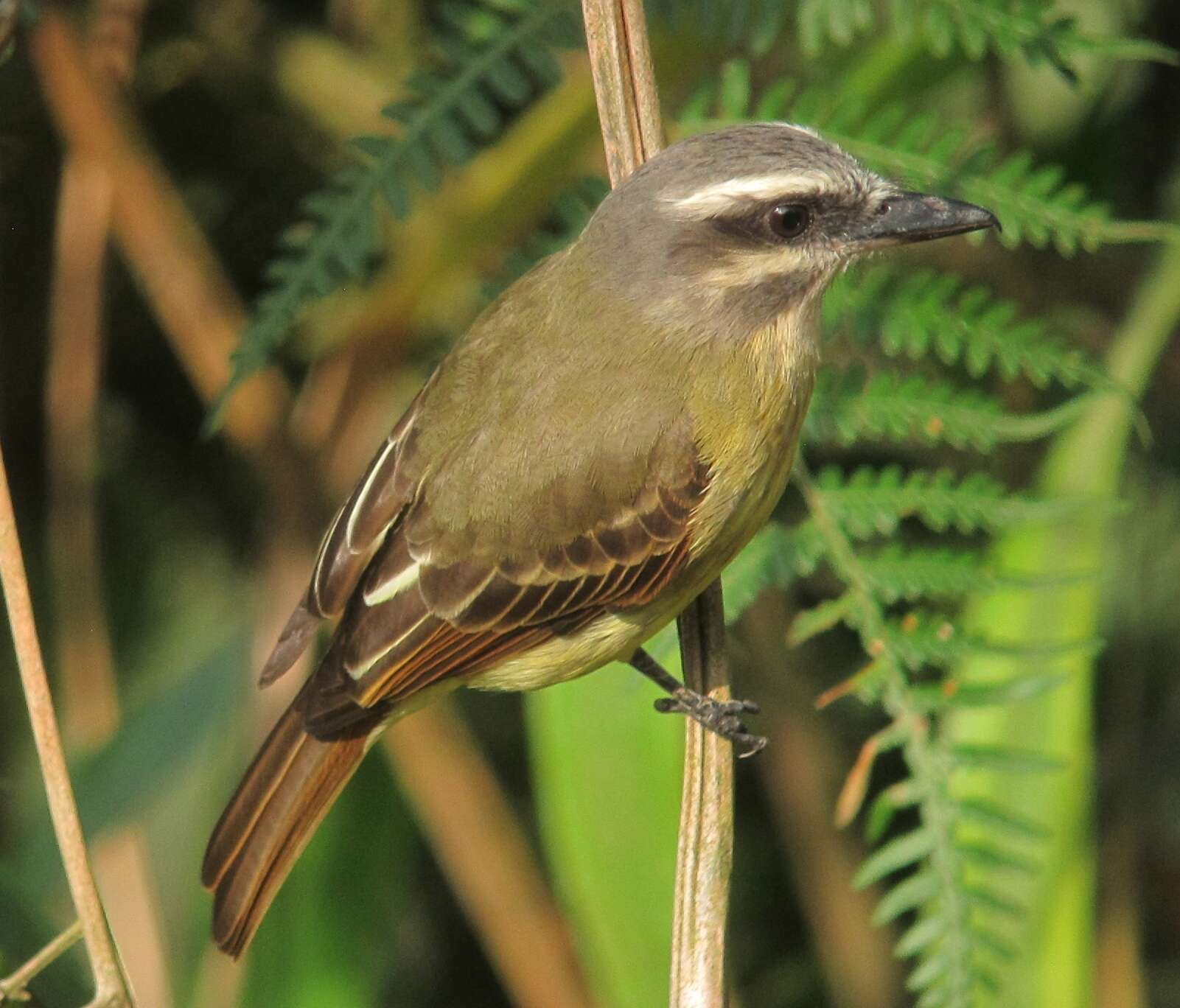 Image of Golden-crowned Flycatcher