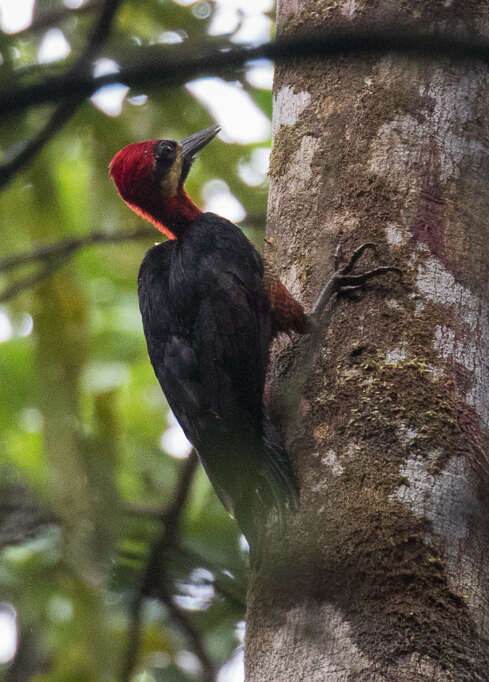 Image of Crimson-bellied Woodpecker