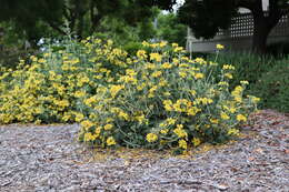 Image of shrubby Jerusalem sage