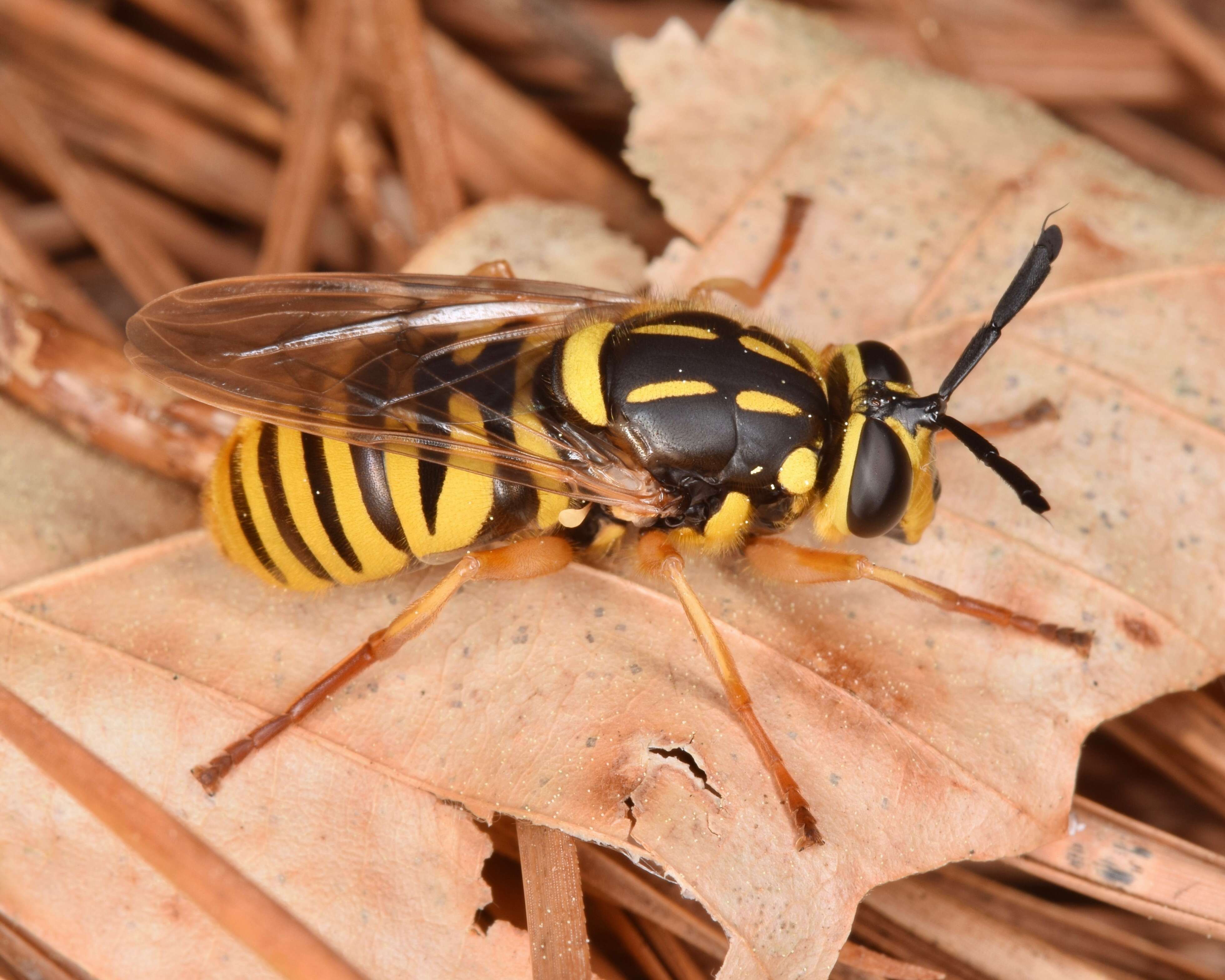 Image of Sphecomyia vittata (Wiedemann 1830)