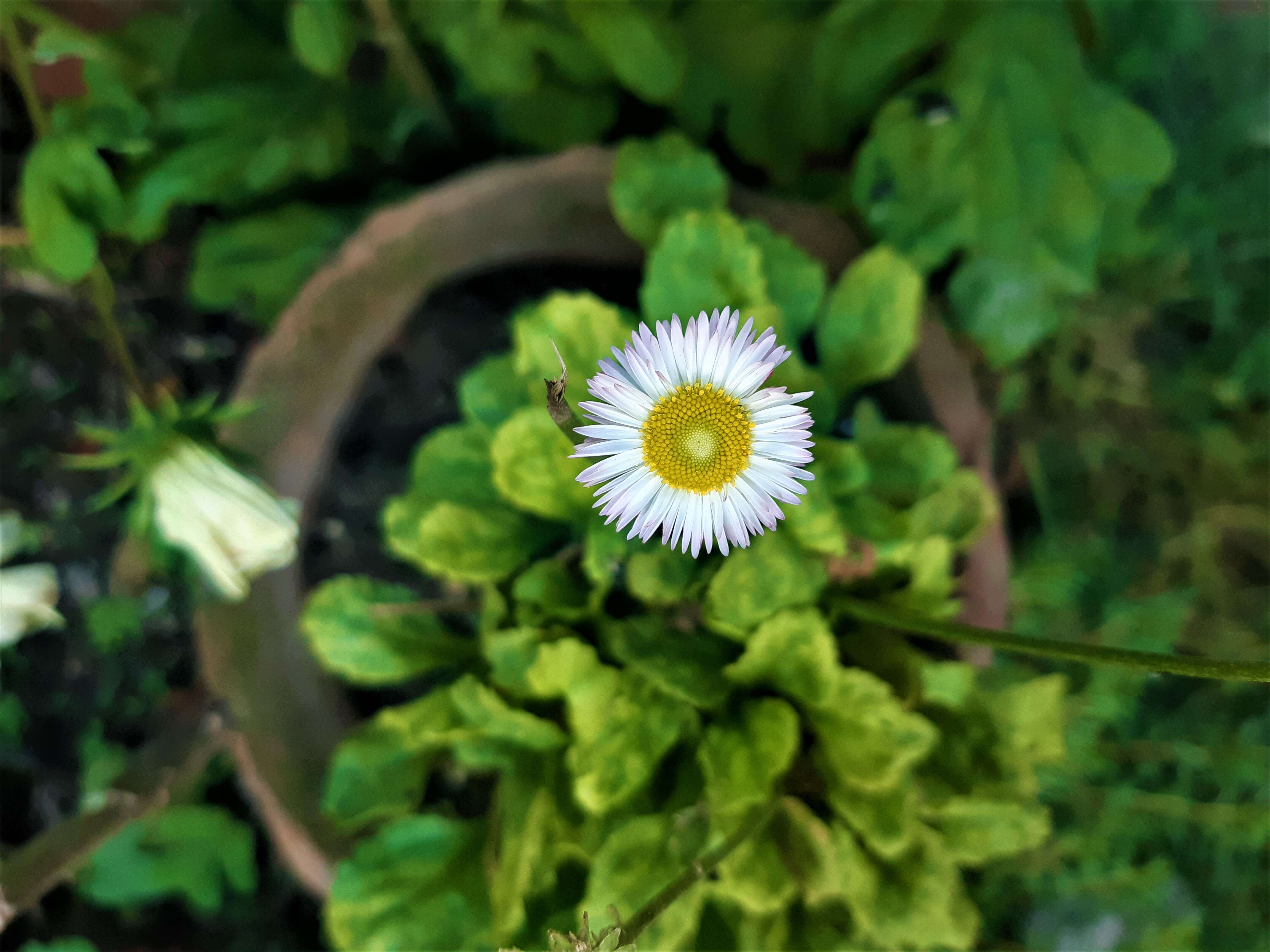 Image of Daisy