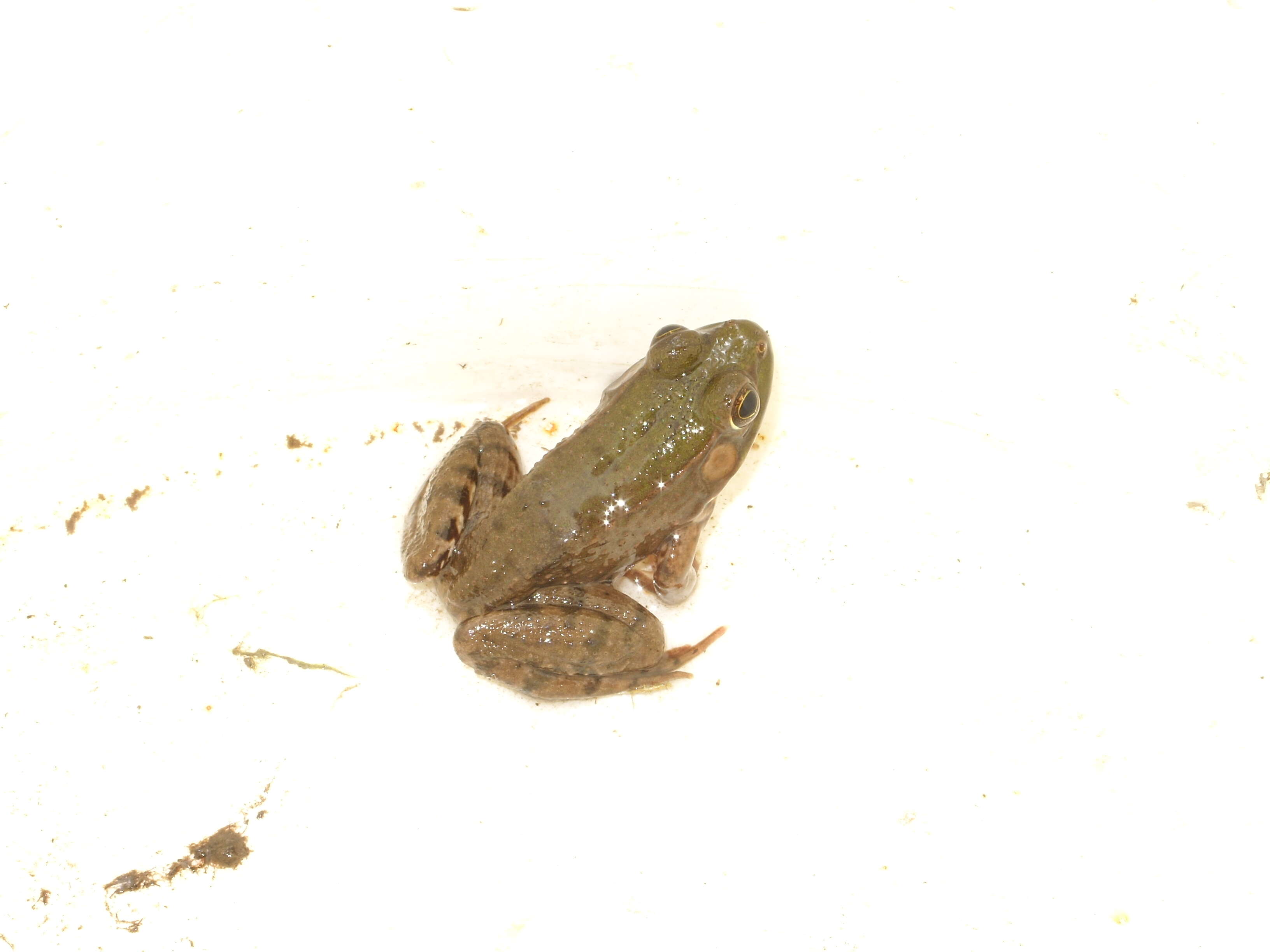 Image of Green Frog