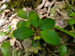 Image of eastern teaberry